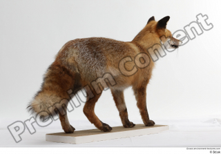 Red fox whole body 0008.jpg